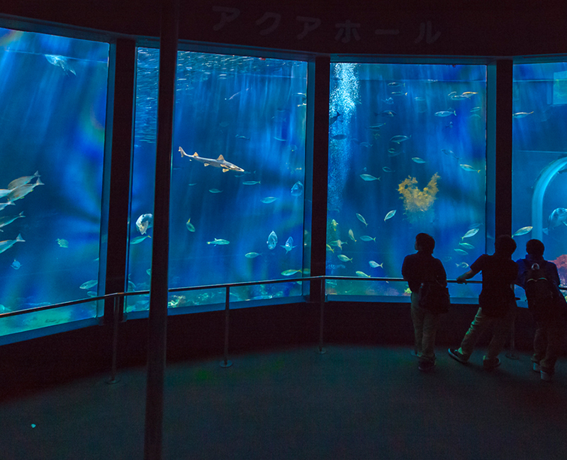 下田海中水族館