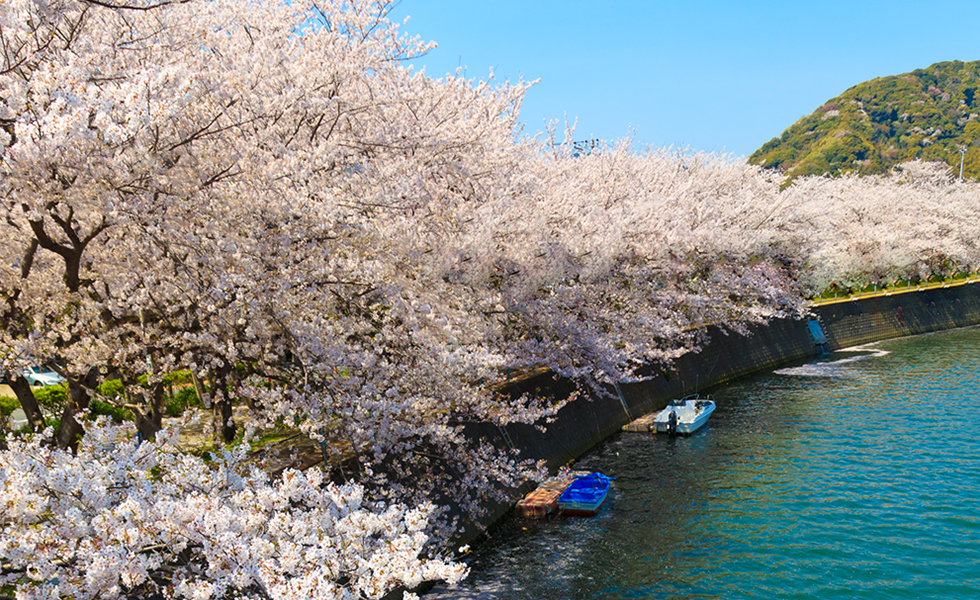 河津桜