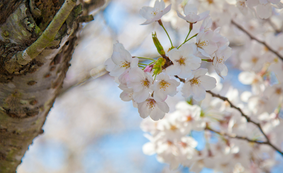 河津桜