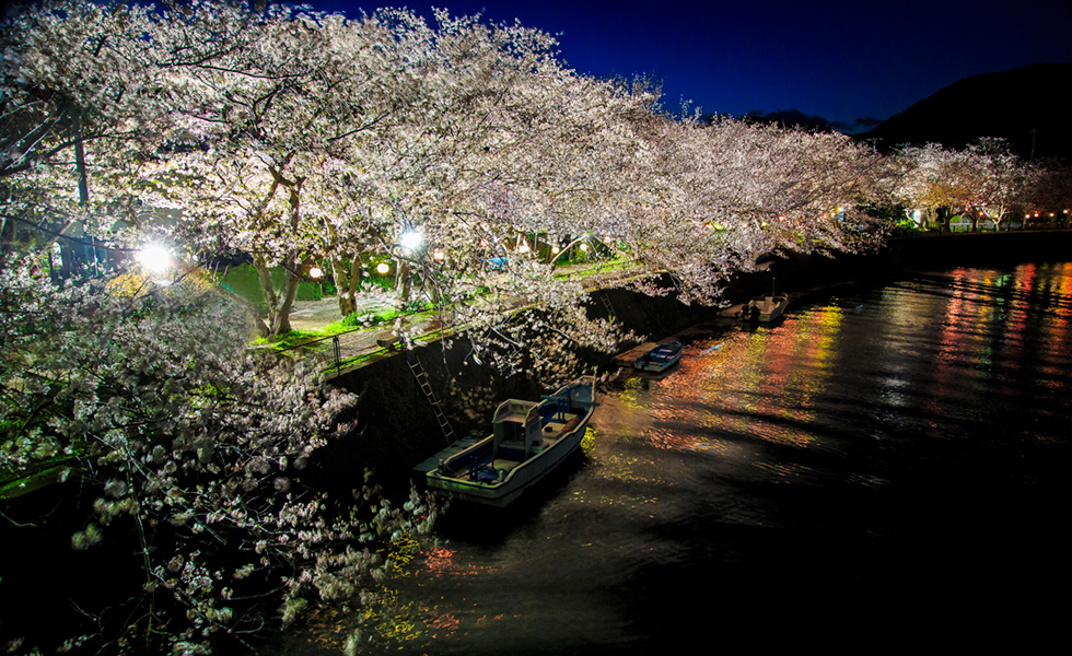 河津桜