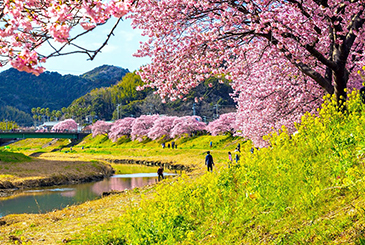 みなみの桜と菜の花まつり