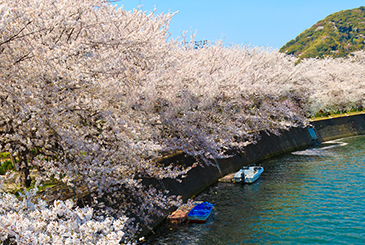 下田・蓮台寺の山桜