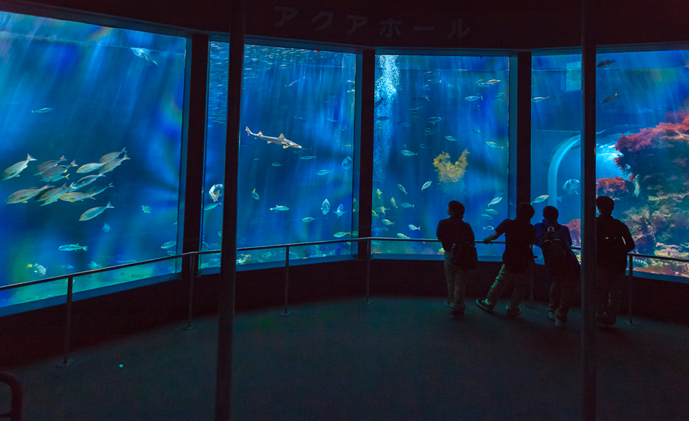 下田海中水族館